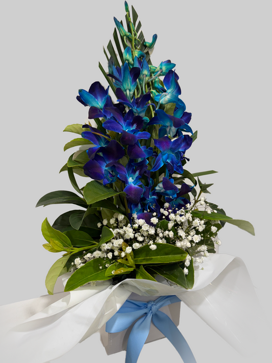 Blue Orchid Breeze